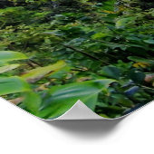 UMAUMA FALLS HAWAII POSTER (Ecke)