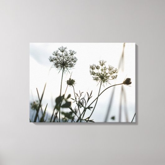 Umbels Blume Kontur - Blumenfotografie Leinwanddruck (Vorderseite)
