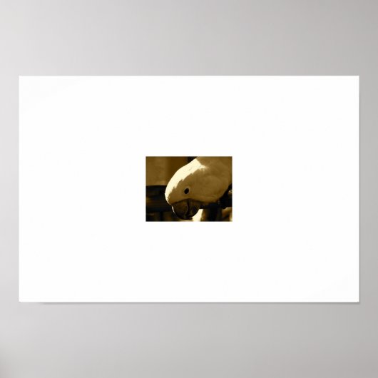 Umbrella Coakatoo Poster (Vorne)