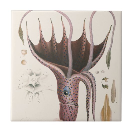 Umbrella Squid, Vintage Marine Life Animals Fliese (Vorderseite)