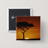 Umbrella Thorn Acacia, Acacia tortilis, Button (Vorne & Hinten)