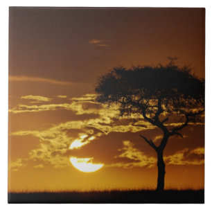 Umbrella Thorn Acacia, Acacia tortilis, Fliese