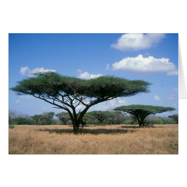 Umbrella Thorn Acacia (Acacia tortilis), Mkuze (Vorderseite (Horizontal))