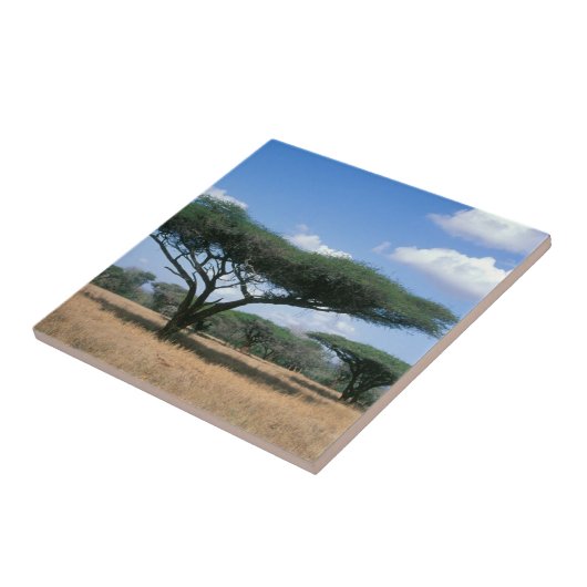 Umbrella Thorn Acacia (Acacia tortilis), Mkuze Fliese (Seite)