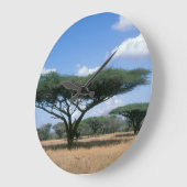 Umbrella Thorn Acacia (Acacia tortilis), Mkuze Große Wanduhr (Winkel)