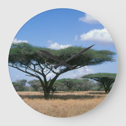 Umbrella Thorn Acacia (Acacia tortilis), Mkuze Große Wanduhr (Vorderseite)