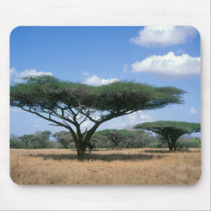 Umbrella Thorn Acacia (Acacia tortilis), Mkuze Mousepad