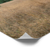 Umbrella Thorn Acacia (Acacia tortilis), Mkuze Poster (Ecke)