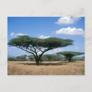 Umbrella Thorn Acacia (Acacia tortilis), Mkuze Postkarte