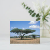 Umbrella Thorn Acacia (Acacia tortilis), Mkuze Postkarte (Stehend Vorderseite)