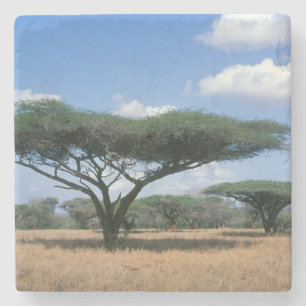 Umbrella Thorn Acacia (Acacia tortilis), Mkuze Steinuntersetzer