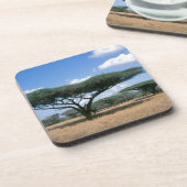 Umbrella Thorn Acacia (Acacia tortilis), Mkuze Untersetzer (Linke Seite)