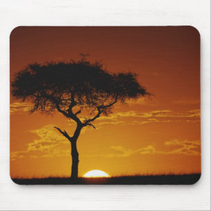 Umbrella Thorn Acacia, Acacia tortilis, Mousepad