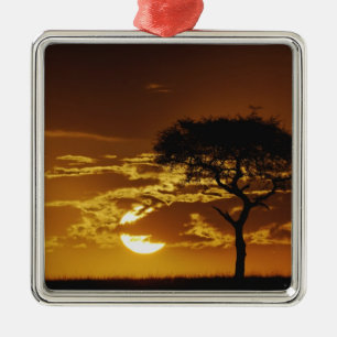 Umbrella Thorn Acacia, Acacia tortilis, Silbernes Ornament