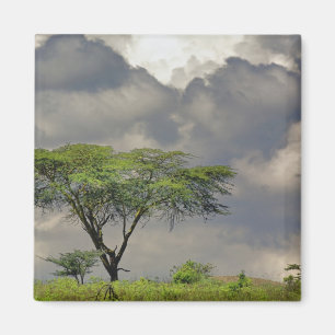 Umbrella Thorn Acacia, Acacia tortilis und 2 Magnet