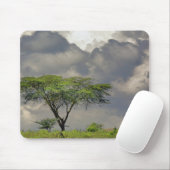 Umbrella Thorn Acacia, Acacia tortilis und 2 Mousepad (Mit Mouse)