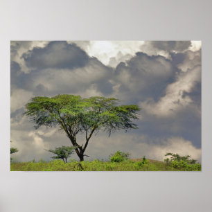 Umbrella Thorn Acacia, Acacia tortilis und 2 Poster