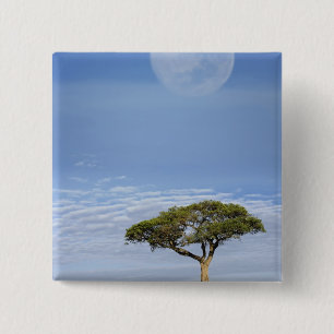 Umbrella Thorn Acacia, Acacia tortilis und Button