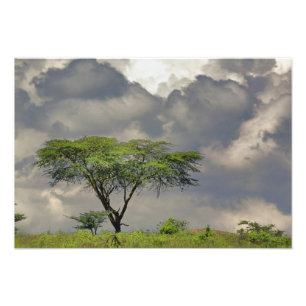 Umbrella Thorn Acacia, Acacia tortilis und Fotodruck