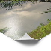 Umbrella Thorn Acacia, Acacia tortilis und Fotodruck (Ecke)