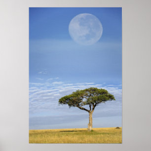 Umbrella Thorn Acacia, Acacia tortilis und Poster