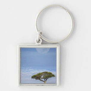 Umbrella Thorn Acacia, Acacia tortilis und Schlüsselanhänger