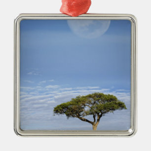 Umbrella Thorn Acacia, Acacia tortilis und Silbernes Ornament