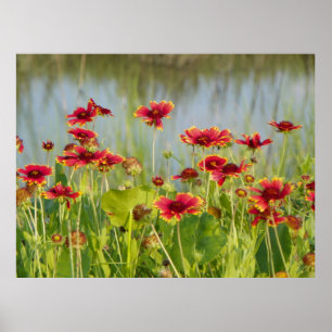 UMFASSENDES BLUMEN FLORIDAS Plakat