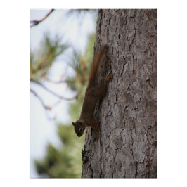 Umgedrehtes Eichhörnchen-Plakat Poster