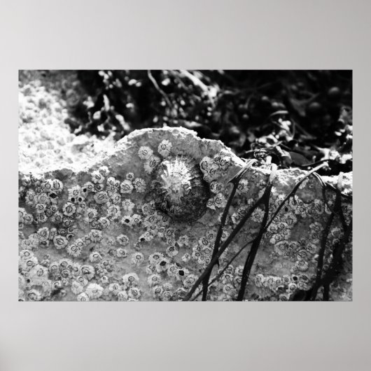 umgegeben poster (Vorne)