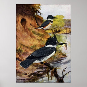 Umgeschnallte Eisvögel und ihr Nest-Tunnel Poster