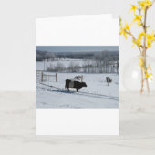 Umgeschnallte Galloway-Kuh in einer Karte (Gelbe Blume)