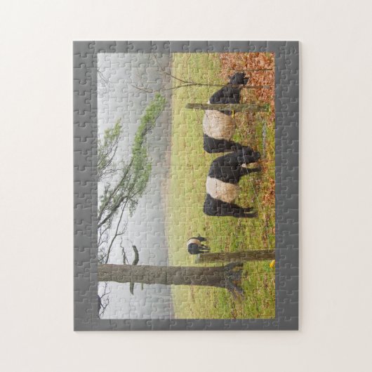 Umgeschnallte Galloway-Kühe auf Bauernhof in Puzzle (Vertikal)