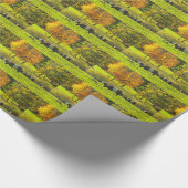 Umgeschnallte Galloway-Kühe auf Rockport Maine Geschenkpapier (Ecke)