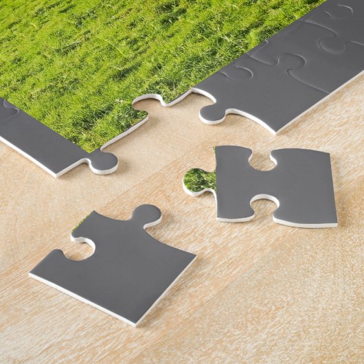 Umgeschnallte Galloway-Kühe, die auf Gras im Fall Puzzle (Seite)