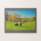 Umgeschnallte Galloway-Kühe, die auf Gras im Fall Puzzle (Horizontal)