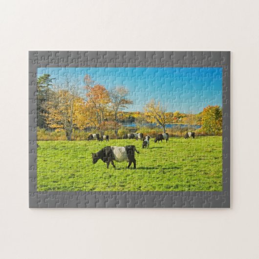 Umgeschnallte Galloway-Kühe, die auf Gras im Fall Puzzle (Horizontal)
