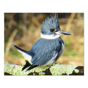 Umgeschnallter Eisvogel Fotodruck