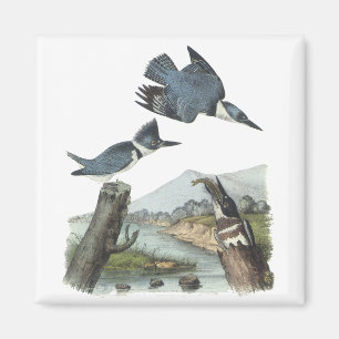 Umgeschnallter Eisvogel, John Audubon Magnet