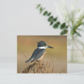 Umgeschnallter Eisvogel Postkarte (Stehend Vorderseite)