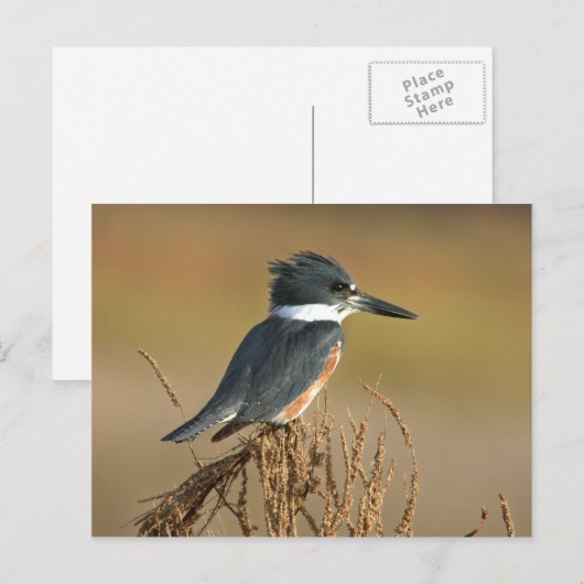 Umgeschnallter Eisvogel Postkarte (Vorne/Hinten)