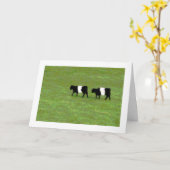 Umgeschnallter Galloway schüchtert Karte ein (Gelbe Blume)