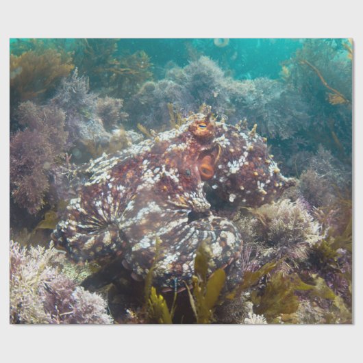 Umhüllungspapier Geschenkpapier (Flach)