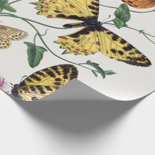 Umhüllungspapier Schmetterling Vintag Illustration Geschenkpapier (Ecke)
