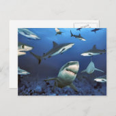 Umklingeln für das Töten Postkarte (Vorne/Hinten)