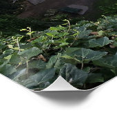 Umpherston Sinkhole Verstecktes Heiligtum Poster (Ecke)