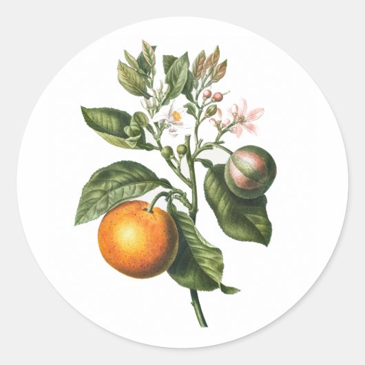 UMSCHLAG AUFKLEBER STICKER : BITTERORANGE BLOSSOM (Vorderseite)