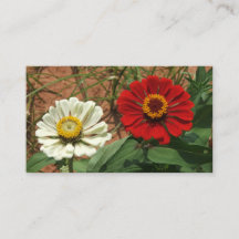 Umschließungskarte Weißes Zinnia und Rotes Zinnia