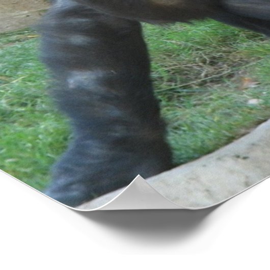 Umsichtige Gorilla Posters Poster (Ecke)