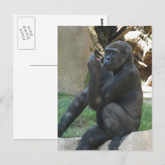 Umsichtige Gorilla Postkarte (Vorne/Hinten)